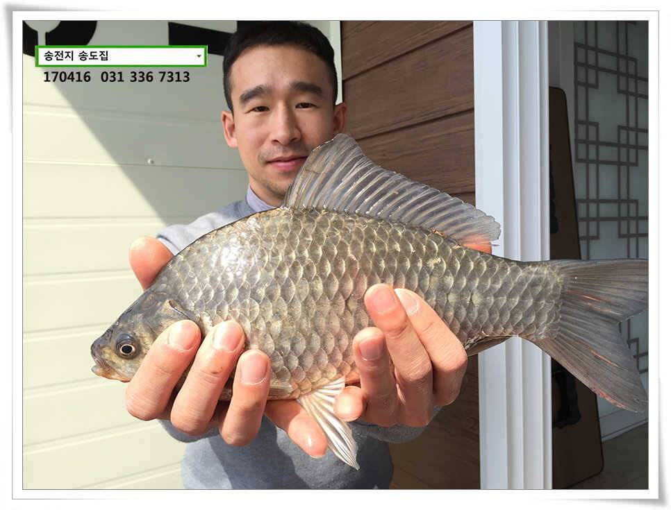 송전지 송도 좌대 조황 (유료터정보 - 유료터점주조황)