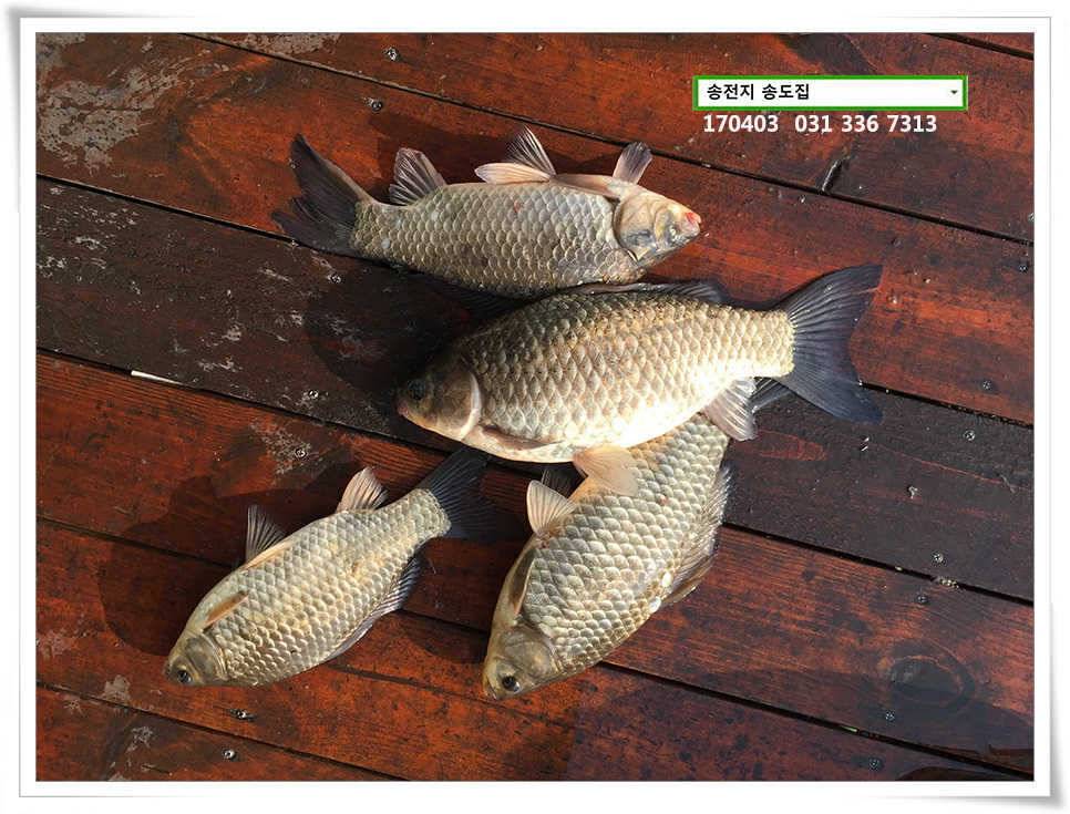 송전지 송도집 좌대 조황 (유료터정보 - 유료터점주조황)