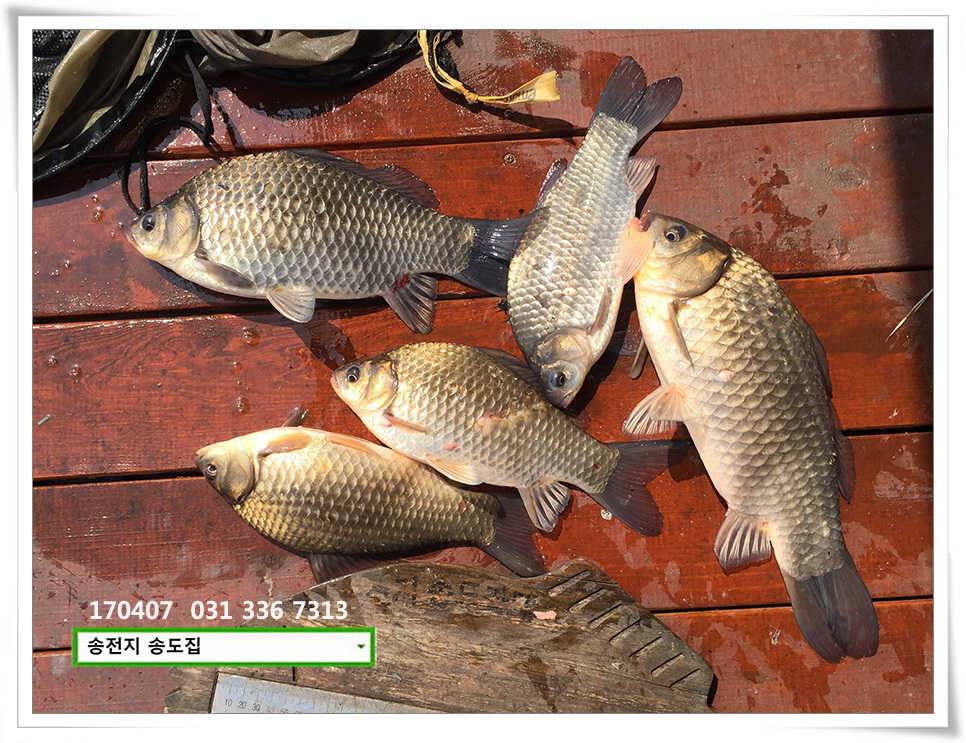 비 온 뒤 다시 산란송전지 송도집 조황 (유료터정보 - 유료터점주조황)