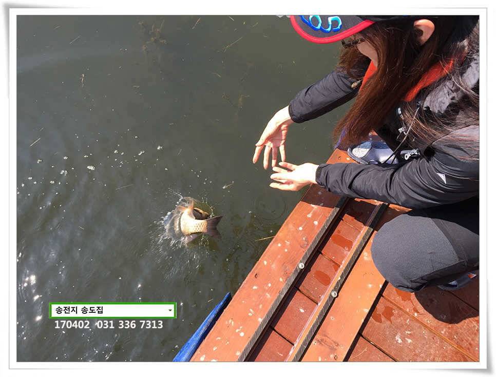 송전지 송도집 좌대 조황 (유료터정보 - 유료터점주조황)