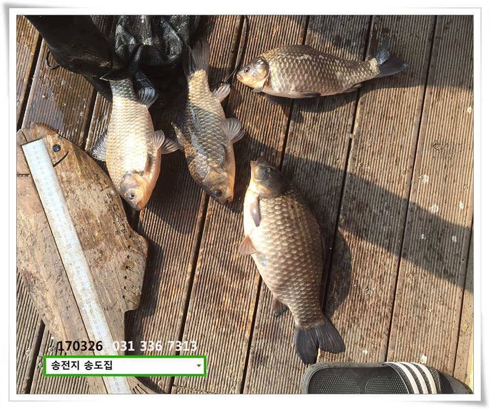 이어진 허리급송전지 송도집 조황 (유료터정보 - 유료터점주조황)
