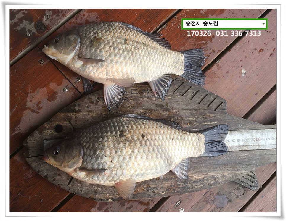 이어진 허리급송전지 송도집 조황 (유료터정보 - 유료터점주조황)