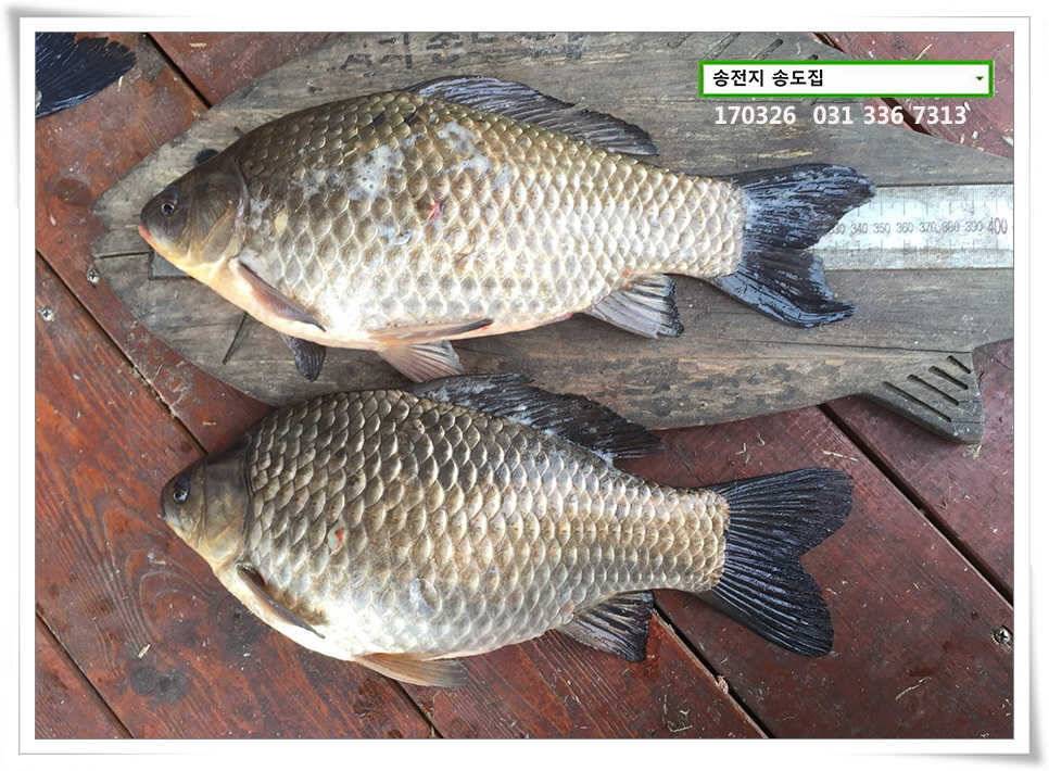 이어진 허리급송전지 송도집 조황 (유료터정보 - 유료터점주조황)