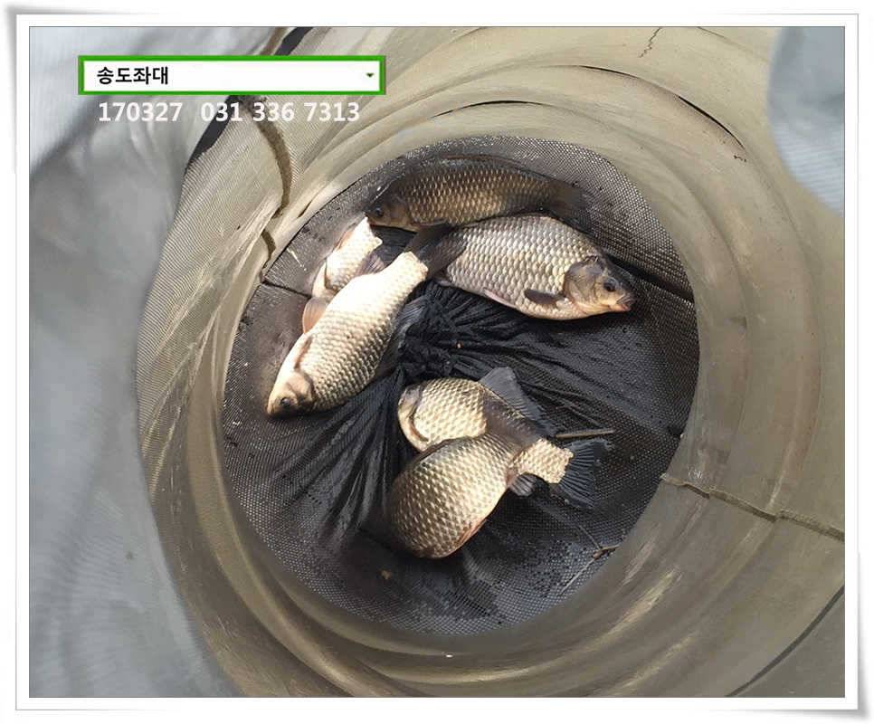 이어진 허리급송전지 송도집 조황 (유료터정보 - 유료터점주조황)