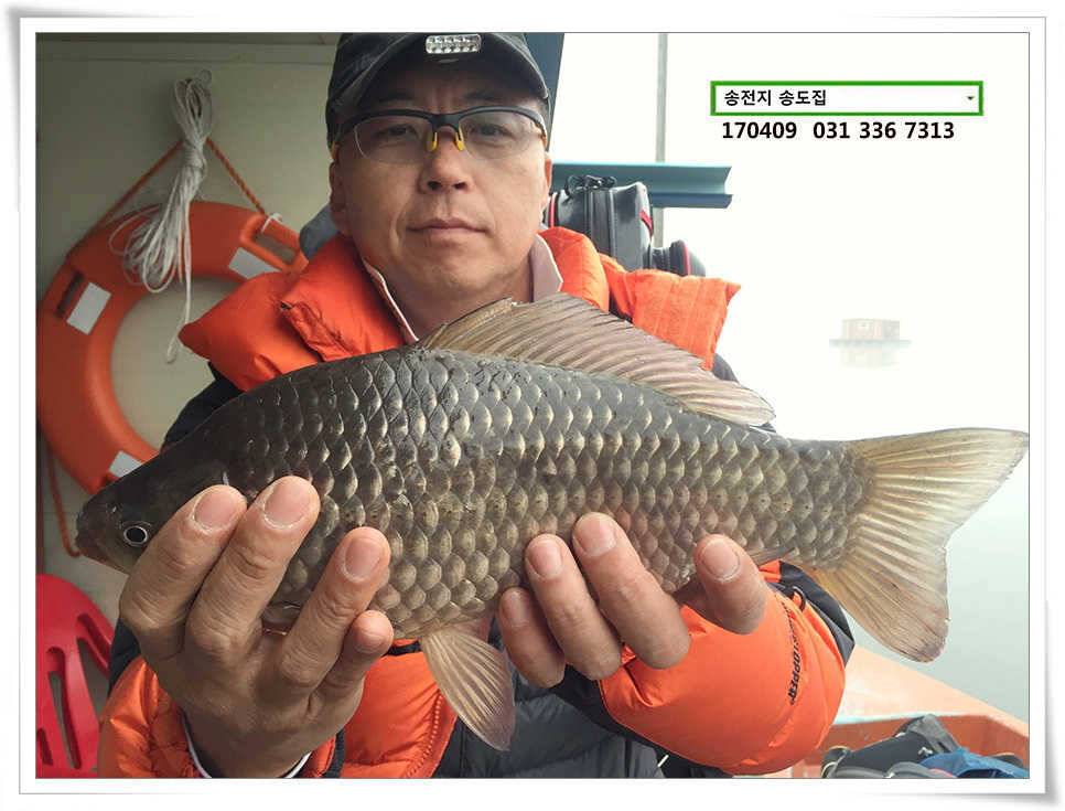 산란에 꾸준한 결과물송도집 조황 (유료터정보 - 유료터점주조황)