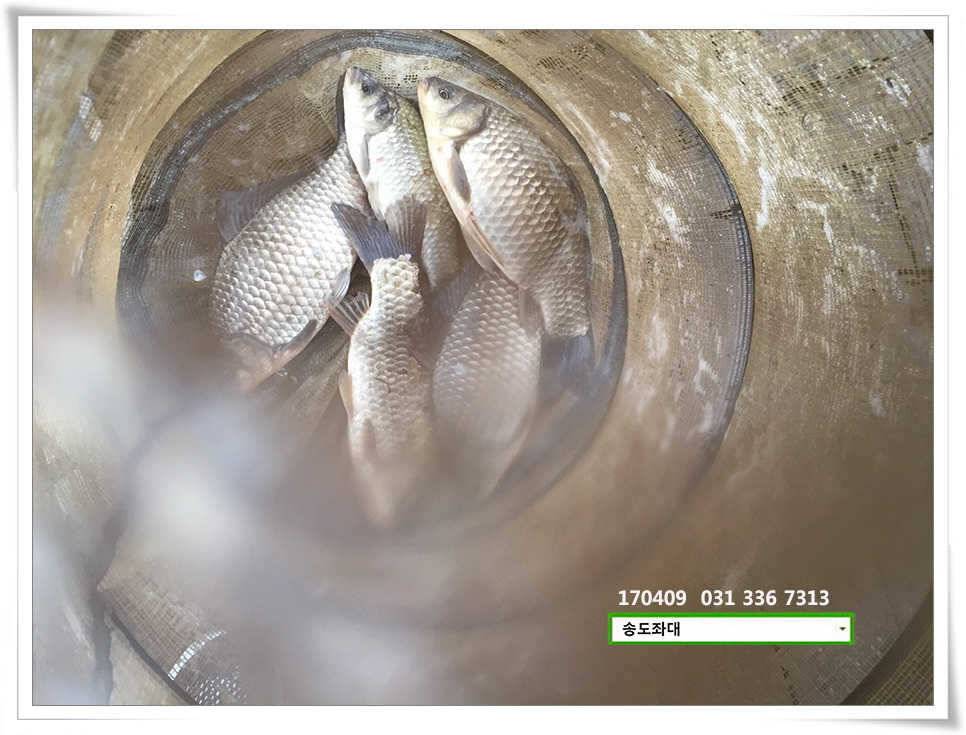 산란에 꾸준한 결과물송도집 조황 (유료터정보 - 유료터점주조황)