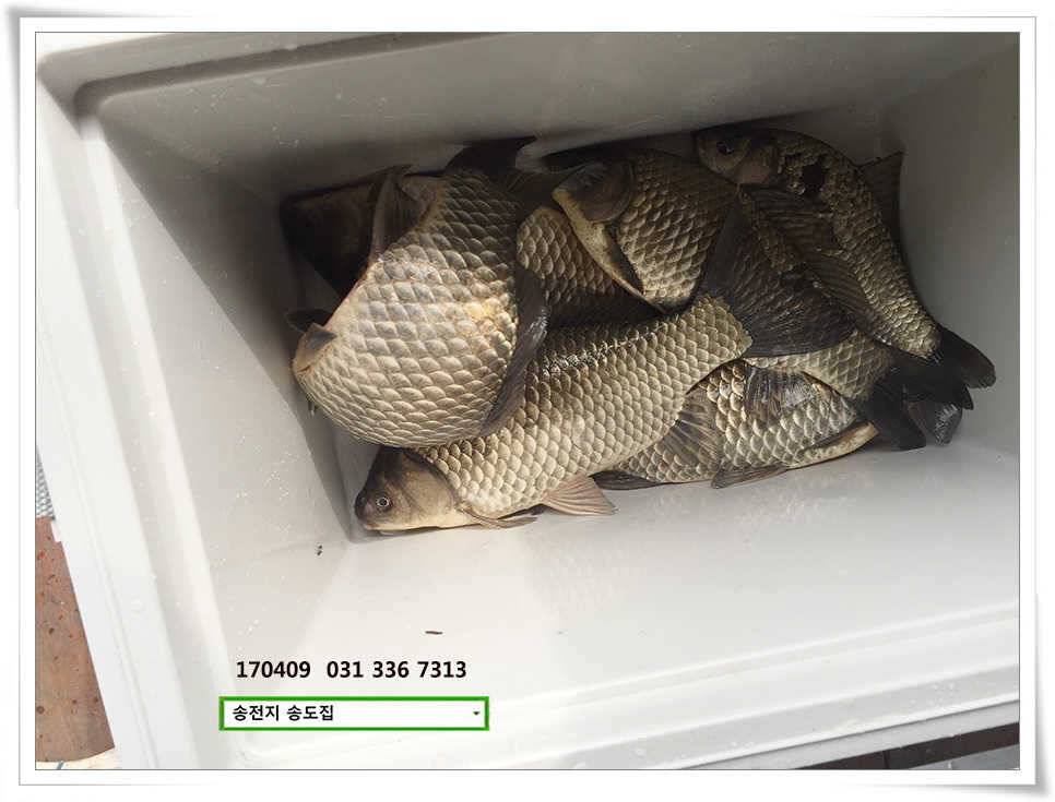 산란에 꾸준한 결과물송도집 조황 (유료터정보 - 유료터점주조황)