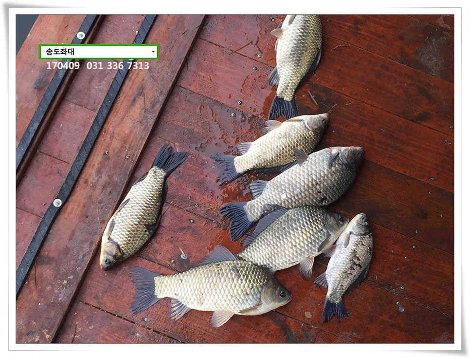 산란에 꾸준한 결과물송도집 조황 (유료터정보 - 유료터점주조황)
