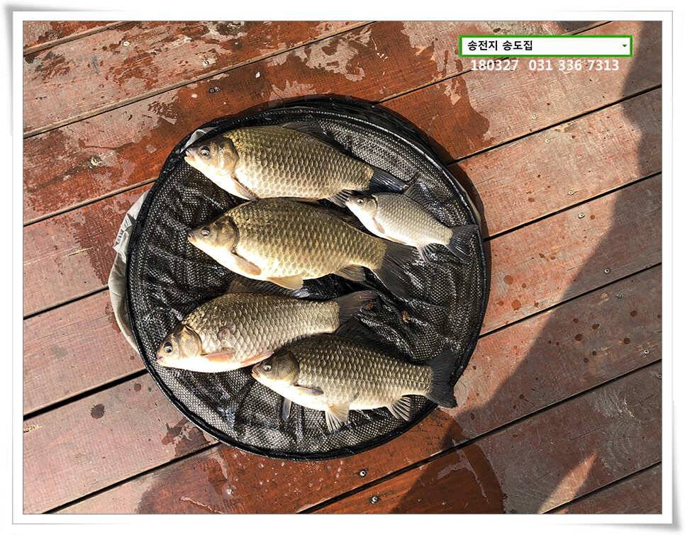 송전지는 산란중 송전지 송도집 좌대 조황 (유료터정보 - 유료터점주조황)