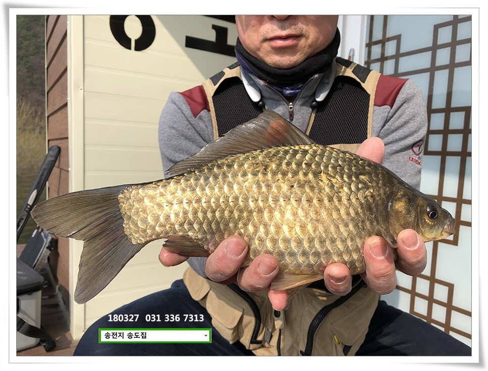 송전지는 산란중 송전지 송도집 좌대 조황 (유료터정보 - 유료터점주조황)