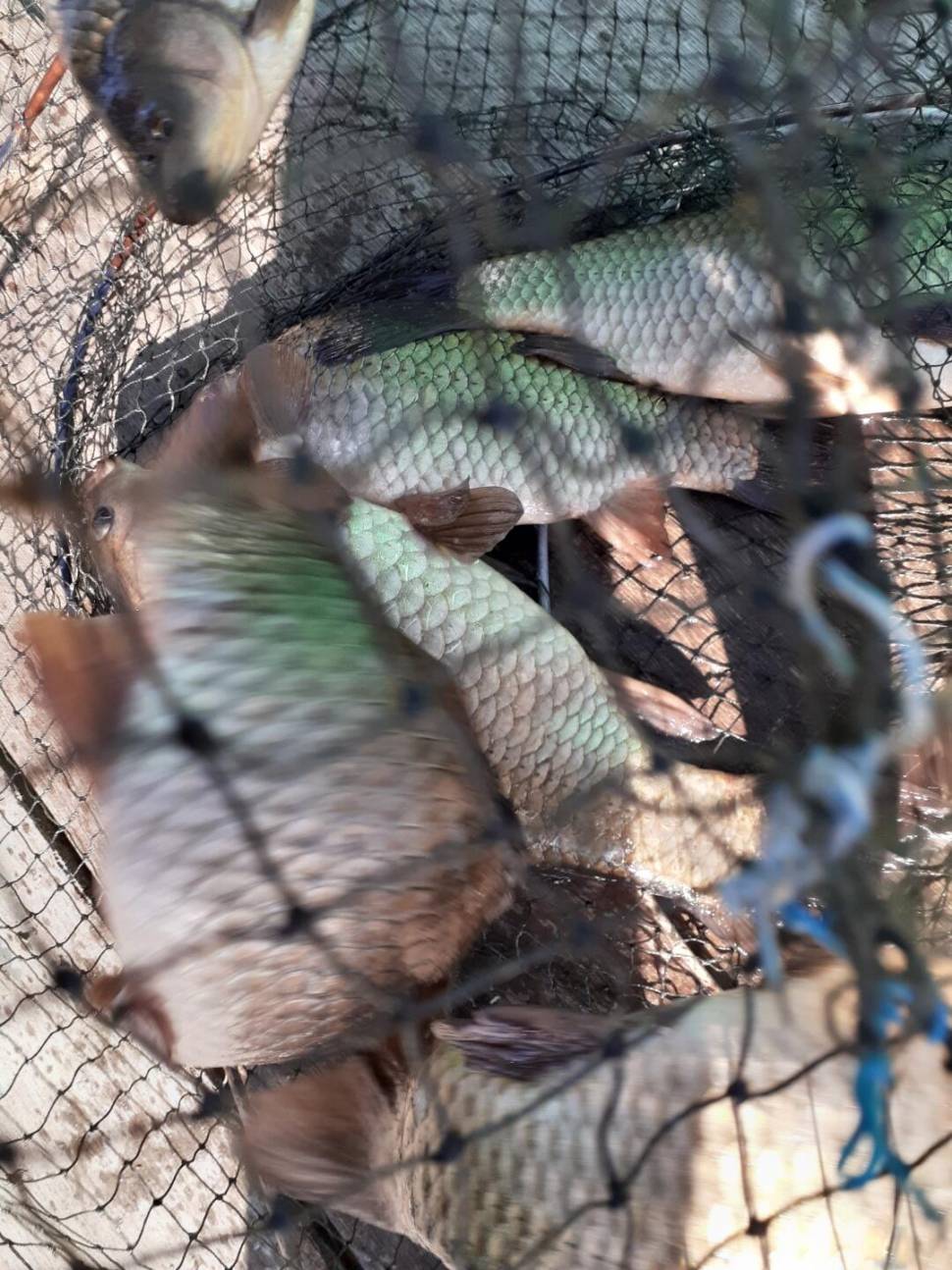 경주 동산낚시터붕어 전용잡이터지난주 조황 (유료터정보 - 유료터점주조황)