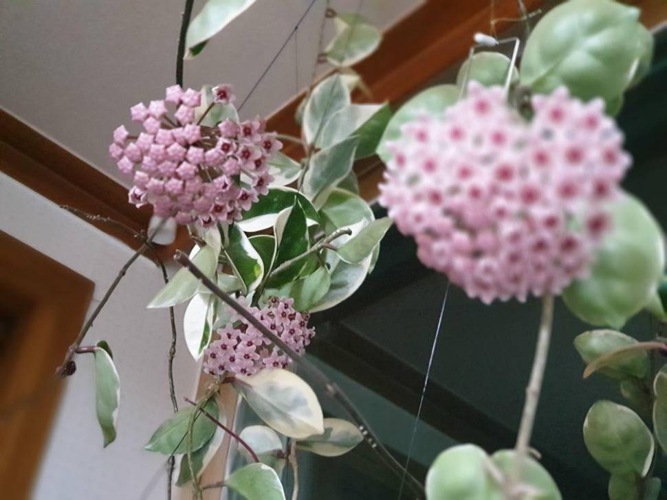 아산 안골지 조황정보 입니다 (유료터정보 - 유료터점주조황)