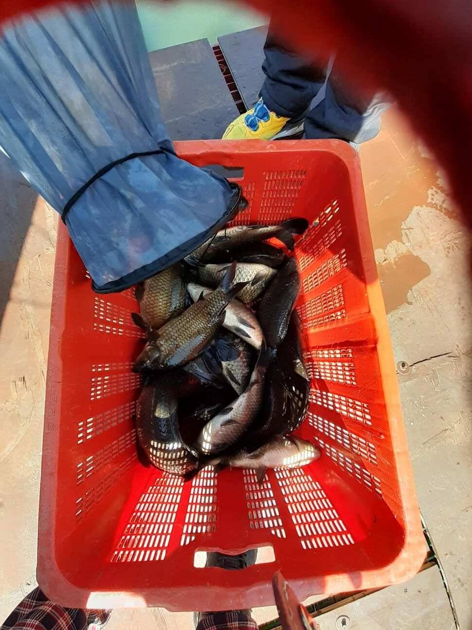 경주 동산낚시터붕어 전용잡이터지난주 조황 (유료터정보 - 유료터점주조황)