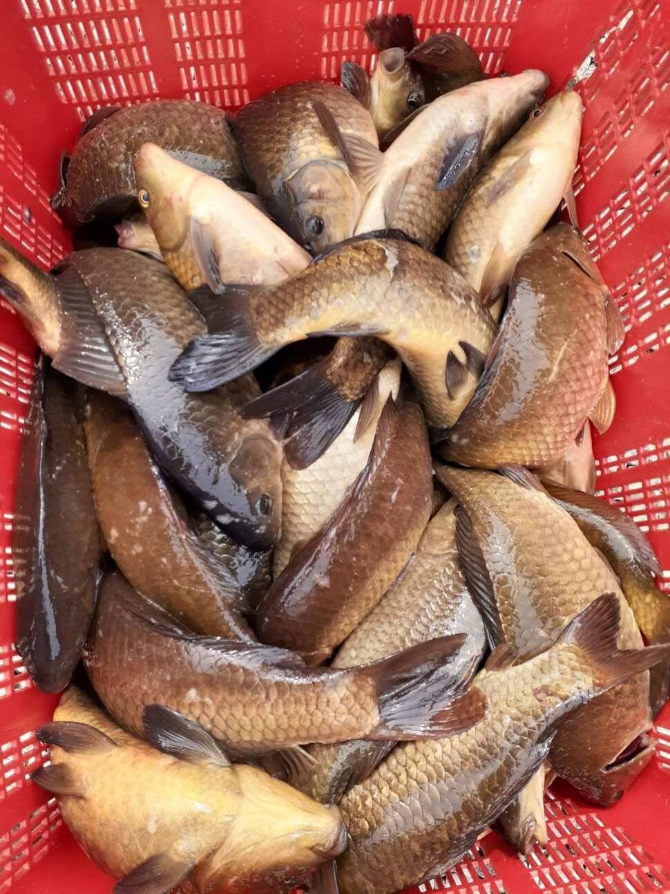 경주 동산낚시터붕어 전용잡이터지난주 조황 (유료터정보 - 유료터점주조황)