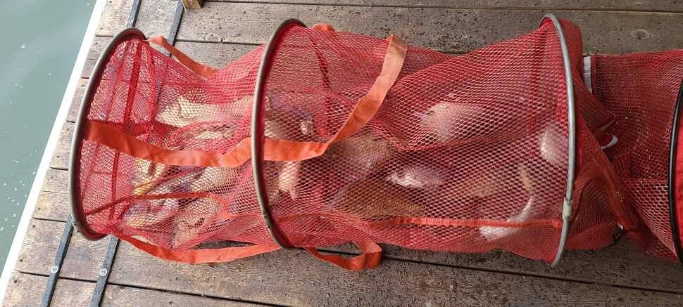 힐링 수곡낚시터 주초에도 고르게 조황이 나오며 오늘도 붕어방류 진행합니다 (유료터정보 - 유료터점주조황)