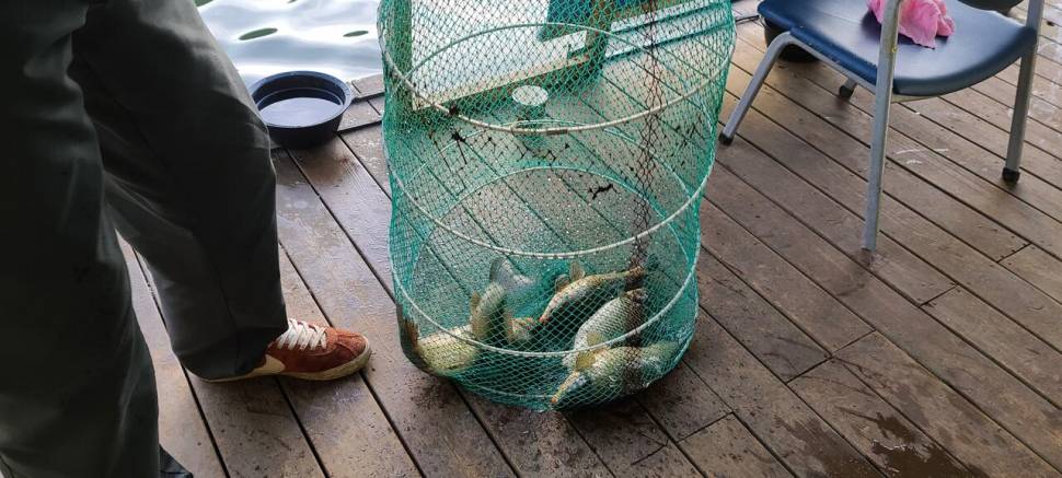 셋째주 양평 수곡낚시터 주초 조황 소식입니다 (유료터정보 - 유료터점주조황)