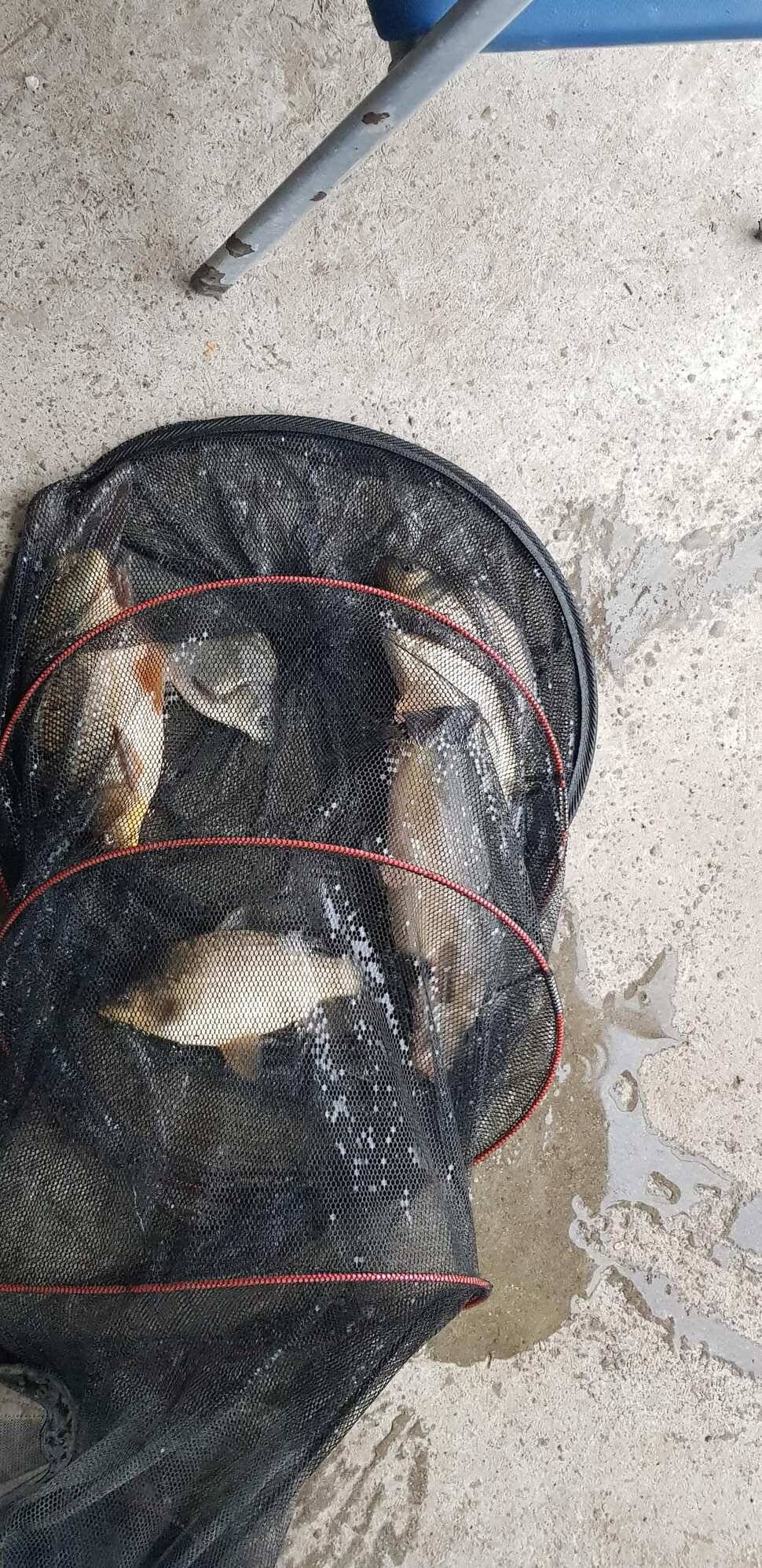 양평 수곡낚시터 320327 개장기념품 증정 및 일월요일 조황 안내 (유료터정보 - 유료터점주조황)