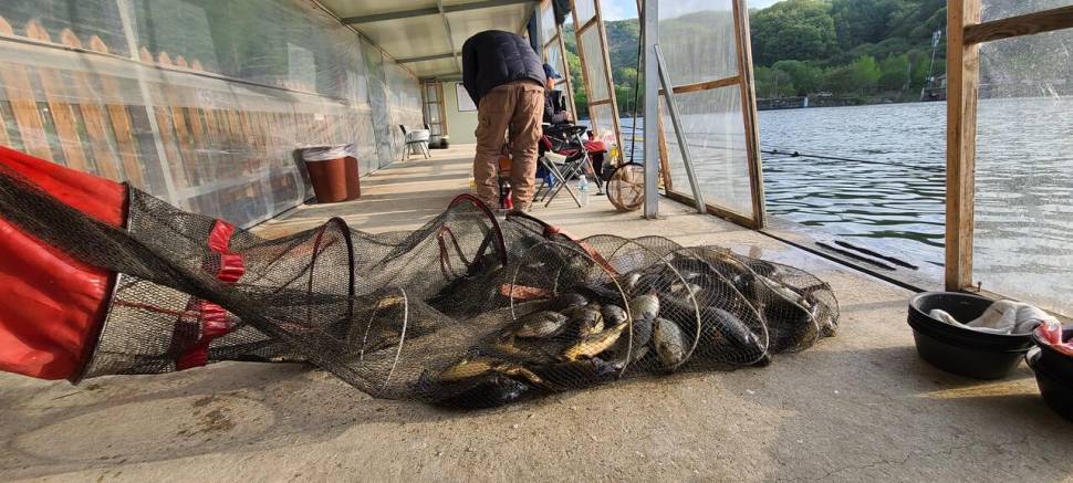 넷째주말 금토 힐링 양평 수곡낚시터 조황 붕어 방류 (유료터정보 - 유료터점주조황)