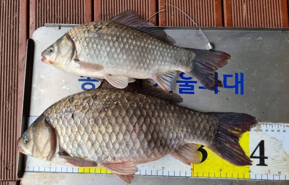 송전지서울좌대5월29일조황 (유료터정보 - 유료터점주조황)