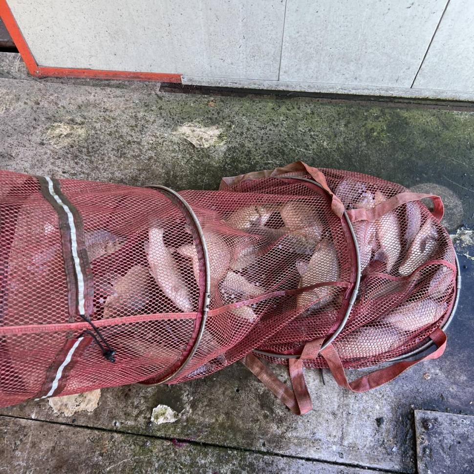 붕어방류 와 조황입니다 (유료터정보 - 유료터점주조황)