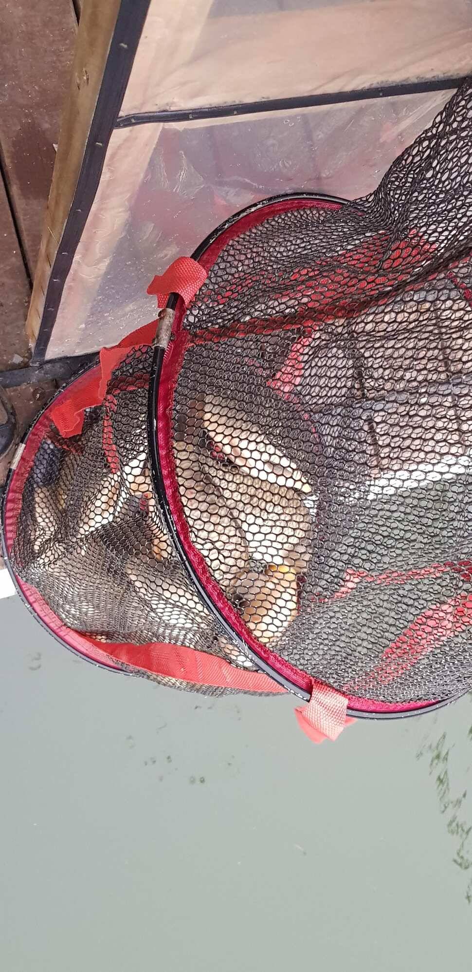 양평 수곡낚시터 320327 개장기념품 증정 및 일월요일 조황 안내 (유료터정보 - 유료터점주조황)