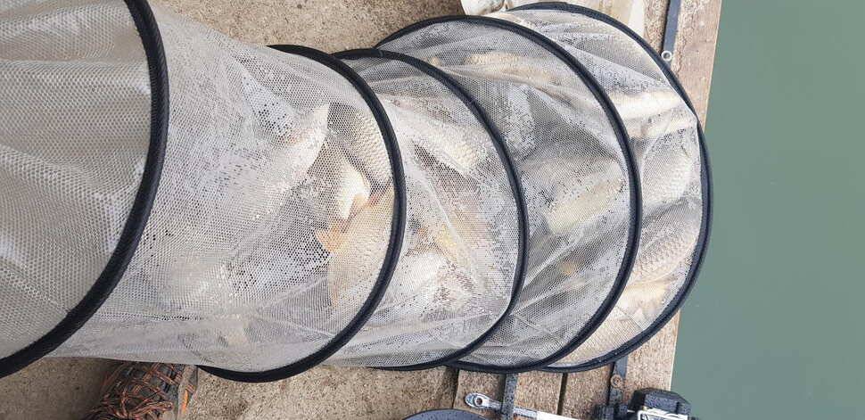 양평 수곡낚시터 3월 둘째주 주중 주말 조황안내붕어방류및 수상좌대 할인행사 연장 안내 (유료터정보 - 유료터점주조황)