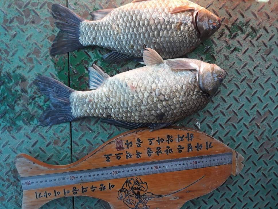 아산 안골지 4짜 대물 붕어 입니다 (유료터정보 - 유료터점주조황)