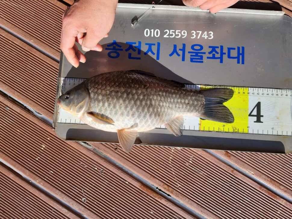 송전지서울좌대3월14일조황 (유료터정보 - 유료터점주조황)