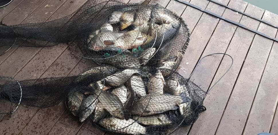 양평 수곡낚시터 320327 개장기념품 증정 및 일월요일 조황 안내 (유료터정보 - 유료터점주조황)