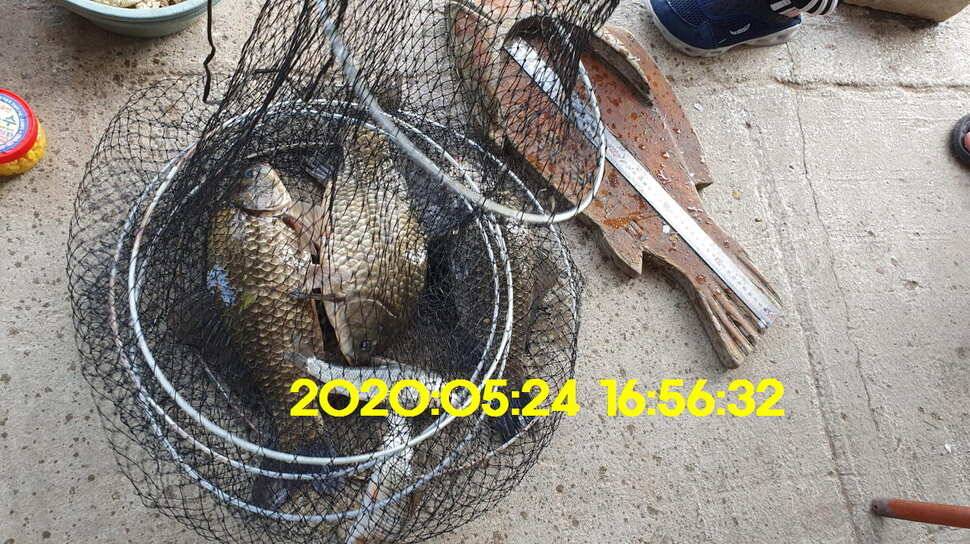 신원낚시터 5월25일 토종대물 43짜리와 덩어리 사진입니다 (유료터정보 - 유료터점주조황)