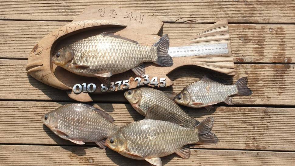 고삼지 상류권 전체적인 호조황 (유료터정보 - 유료터점주조황)