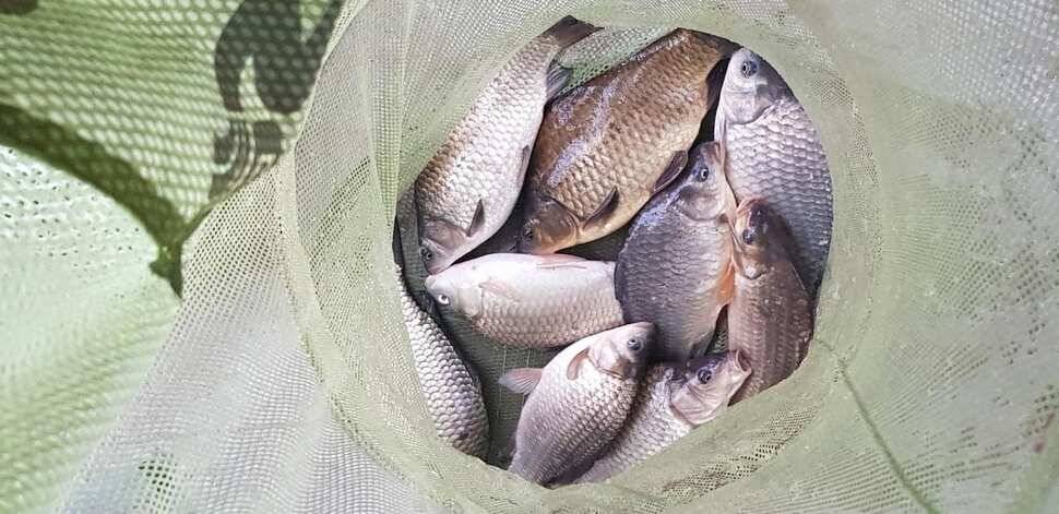 양평 수곡낚시터 3월 둘째주 주중 주말 조황안내붕어방류및 수상좌대 할인행사 연장 안내 (유료터정보 - 유료터점주조황)