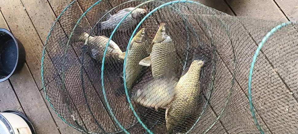힐링양평 수곡낚시터 주중반 조황 및 오늘 붕어 방류 완료 (유료터정보 - 유료터점주조황)