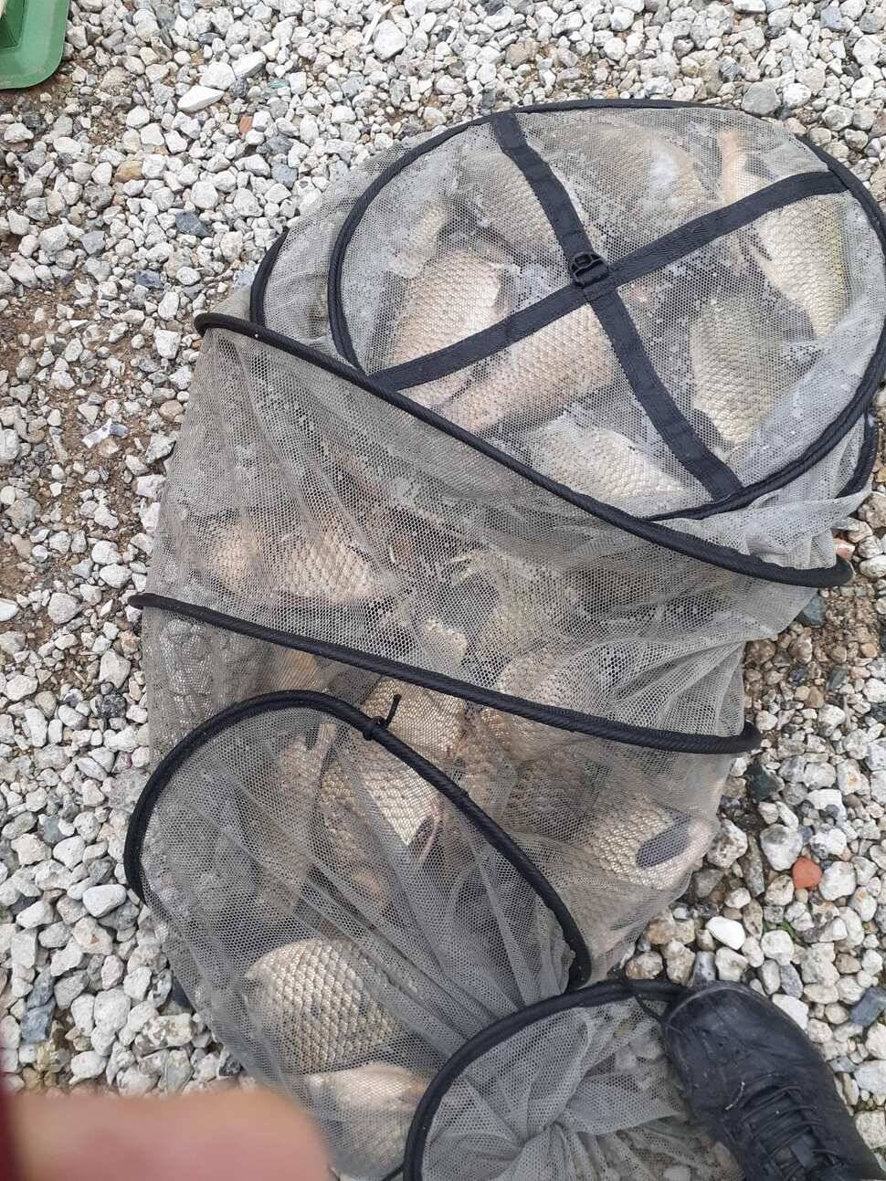 경주 동산낚시터붕어 전용잡이터지난주 조황 (유료터정보 - 유료터점주조황)