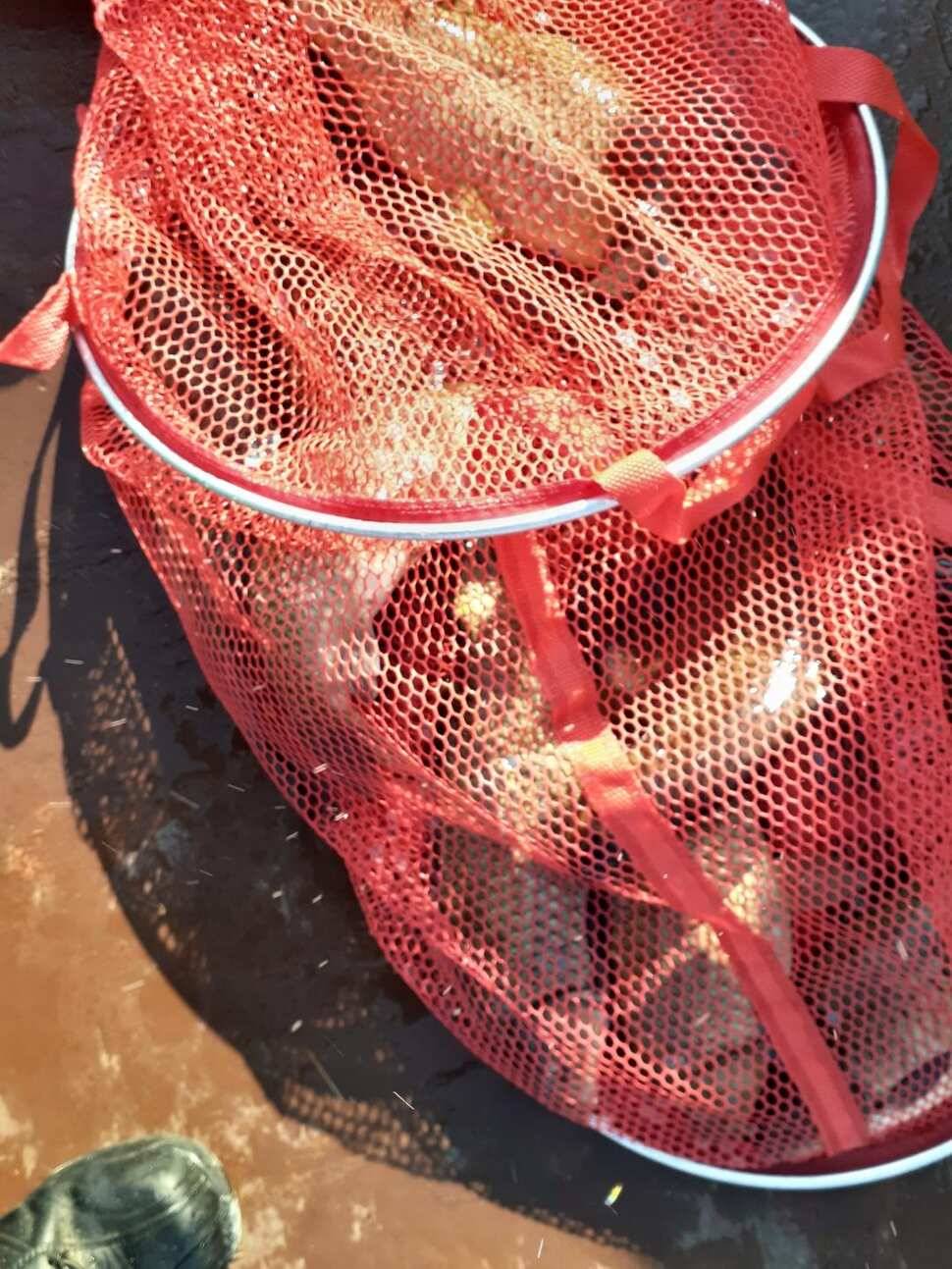 경주 동산낚시터붕어 전용잡이터지난주 조황 (유료터정보 - 유료터점주조황)