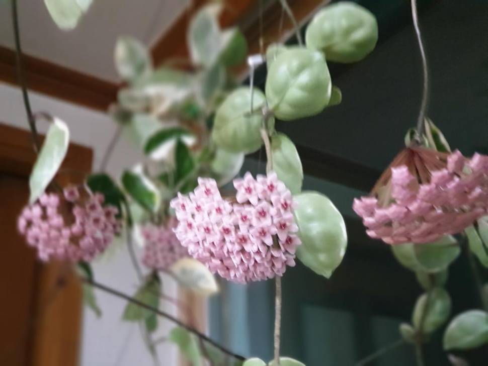 아산 안골지 조황정보 입니다 (유료터정보 - 유료터점주조황)