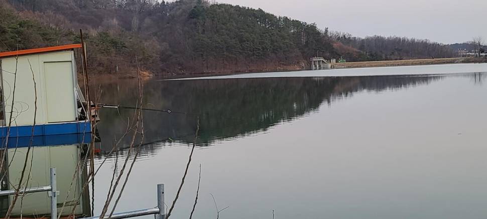 양평 수곡낚시터 대호만 토종붕어 대량방류 및 주중조황 (유료터정보 - 유료터점주조황)