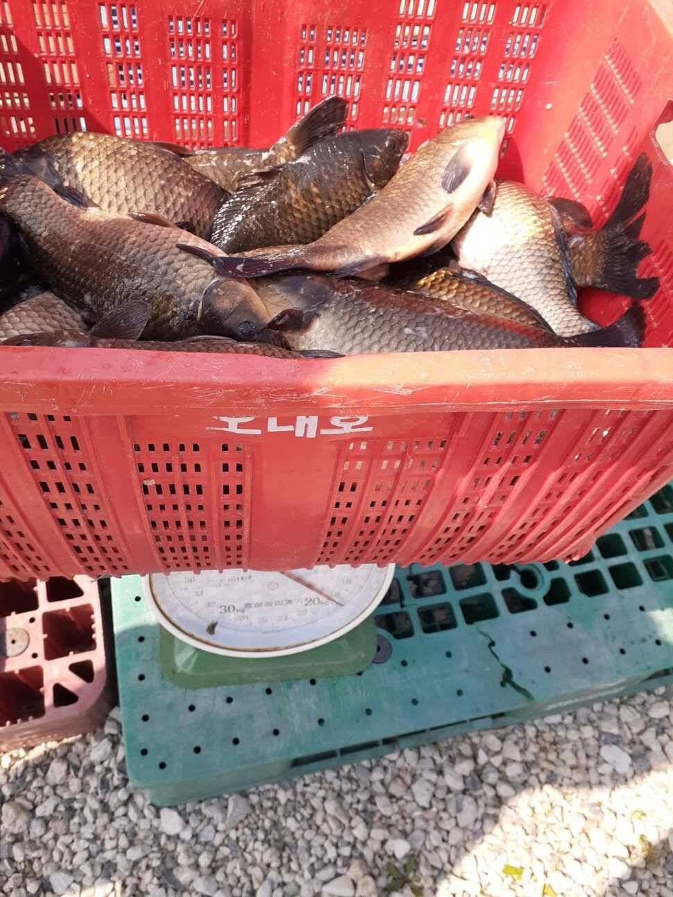 경주 동산낚시터붕어 전용잡이터지난주 조황 (유료터정보 - 유료터점주조황)
