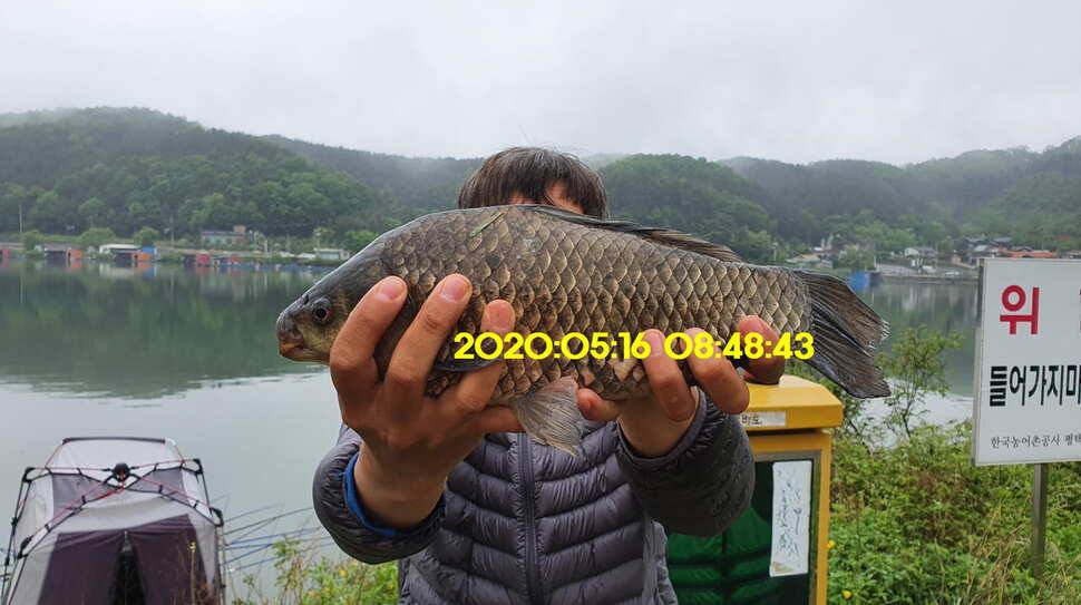 신원낚시터 6월2일토종대물 445짜리와 덩어리들 사진입니다 (유료터정보 - 유료터점주조황)