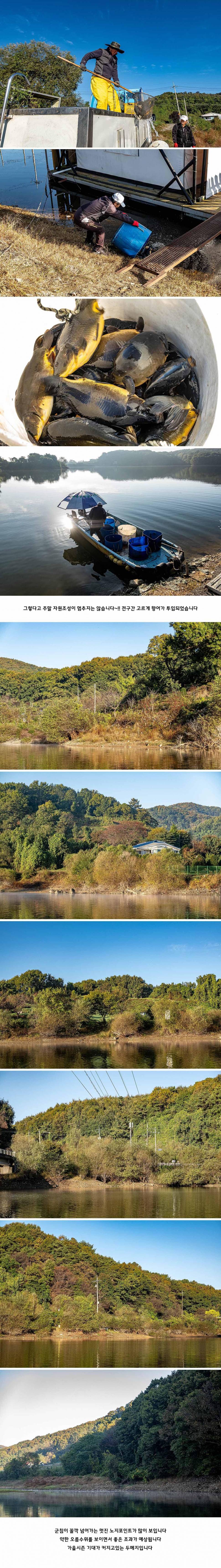 안성 두메낚시터 10월 26일 조황정보 (유료터정보 - 유료터점주조황)