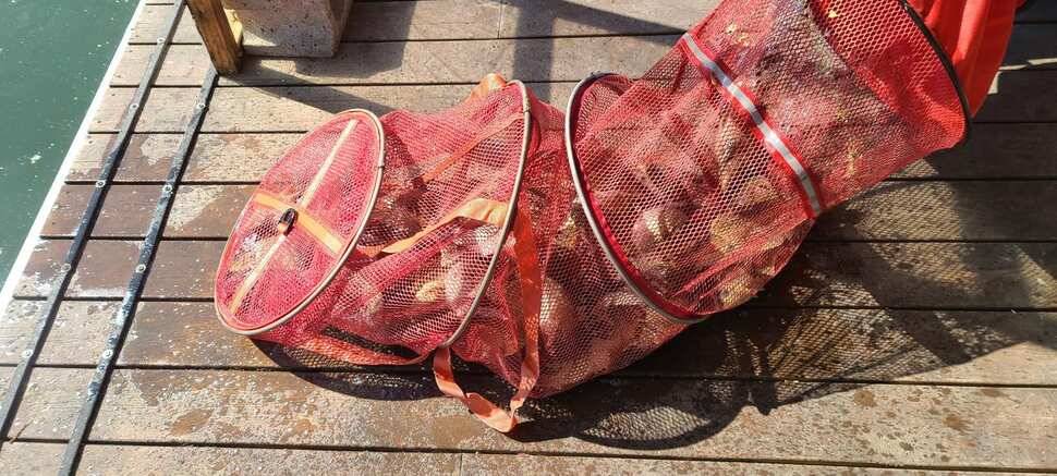 수곡지 양평 수곡낚시터 자연산 토종붕어 대량방류 주중 조황 안내 (유료터정보 - 유료터점주조황)