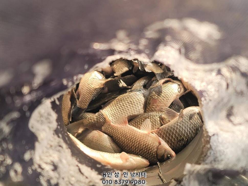겨울 낚시 놀이터 용인삼인낚시터 (유료터정보 - 유료터점주조황)