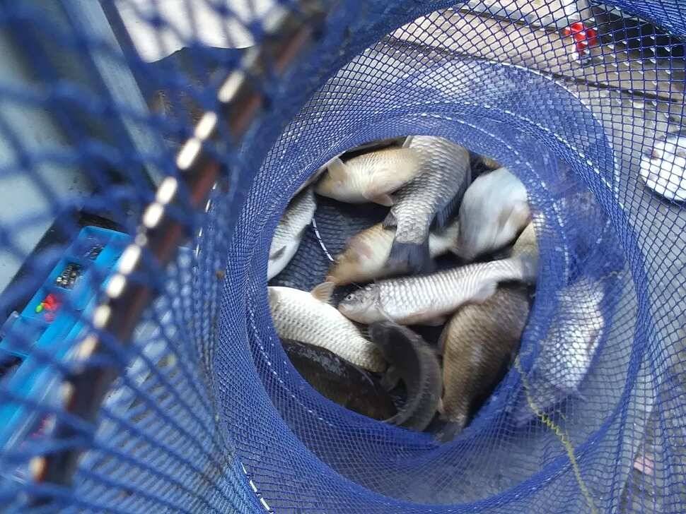 양평 수곡낚시터 수상좌대 할인기간 연장 및 2월 마지막주 주중조황 주말 붕어방류 안내 (유료터정보 - 유료터점주조황)
