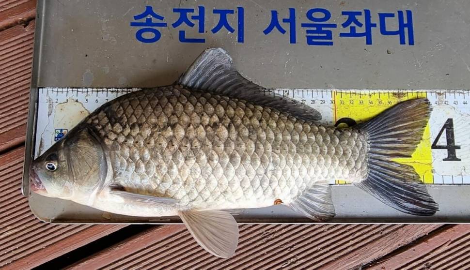 송전지서울좌대6월3일조황 (유료터정보 - 유료터점주조황)