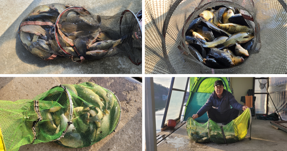 봄시즌 붕어낚시 힐링 수곡낚시터 조황이 더 늘고있습니다 씨알도 마릿수도 좋아지네요 (유료터정보 - 유료터점주조황)
