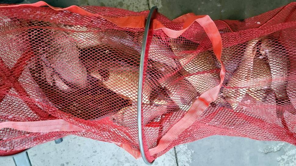 반제지 조황정보입니다 (유료터정보 - 유료터점주조황)