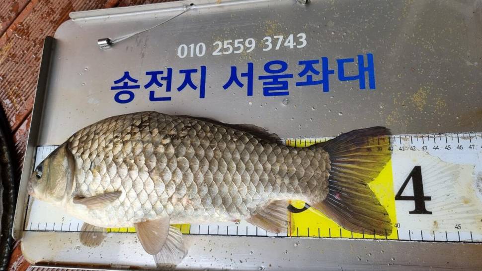 송전지서울좌대5월5일조황 (유료터정보 - 유료터점주조황)