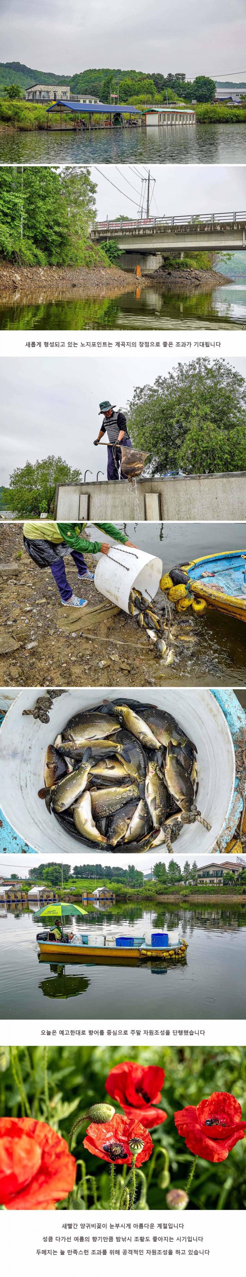 안성 두메낚시터 5월 15일 조황정보 (유료터정보 - 유료터점주조황)