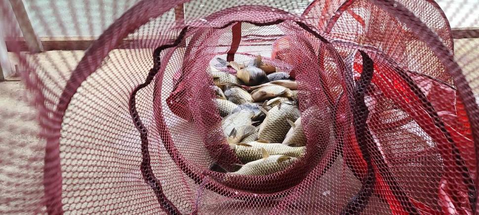 5월 끝주 금토 힐링 수곡낚시터 조황 및 방류 (유료터정보 - 유료터점주조황)