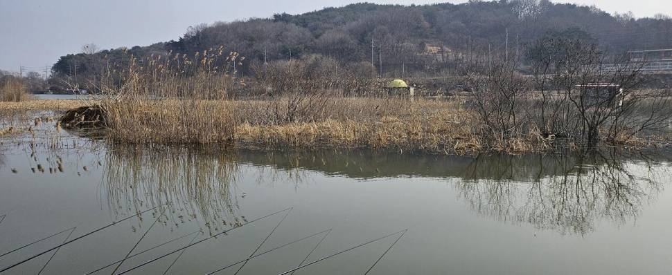 당진 가교리 낚시터 3월 11일 조황입니다 (유료터정보 - 유료터점주조황)